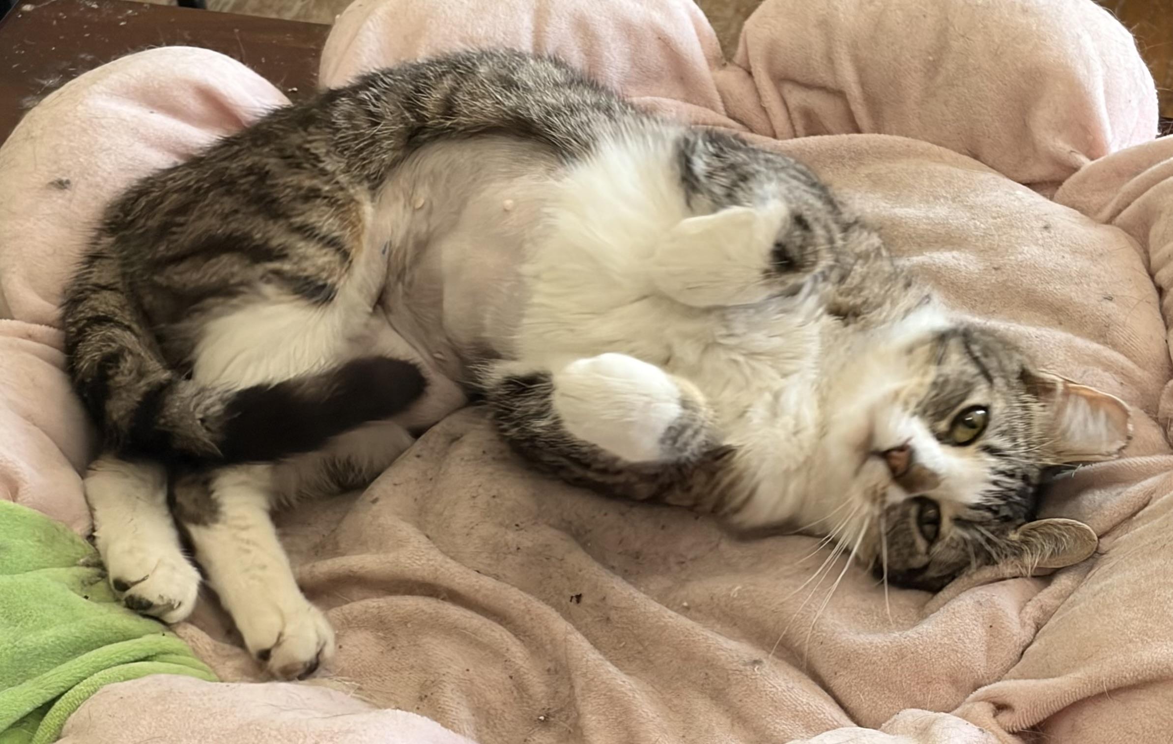 Enlarge Clara, a ADOPTABLE mixed breed in Sebastopol, CA image 5/6