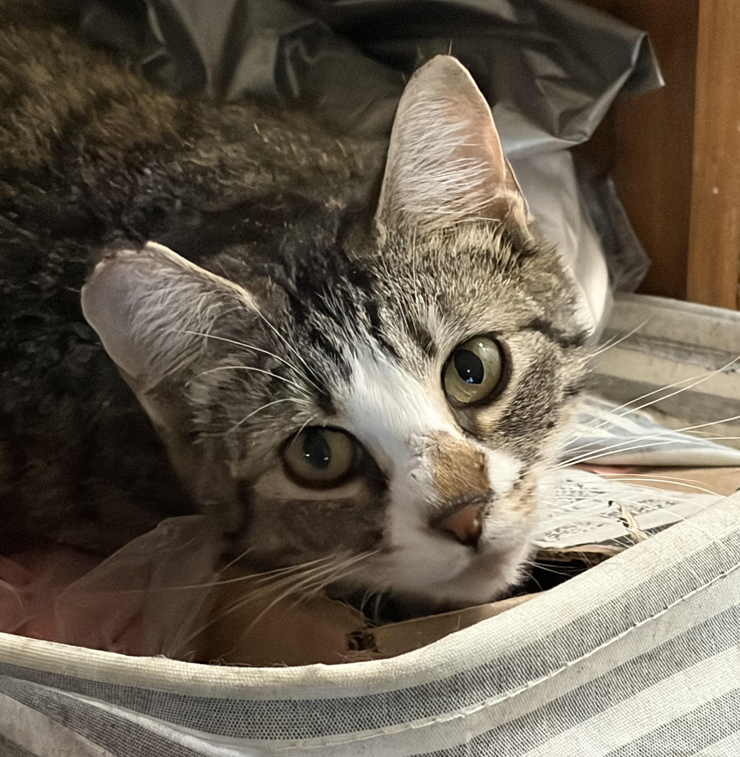 Clara, ADOPTABLE, Young Female Tabby.