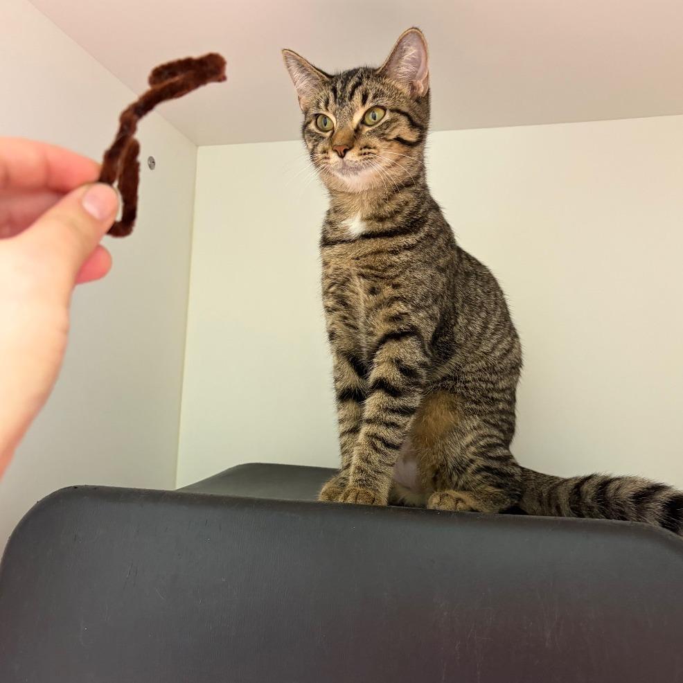 Birdie, Adoptable, Kitten Female Domestic Short Hair.