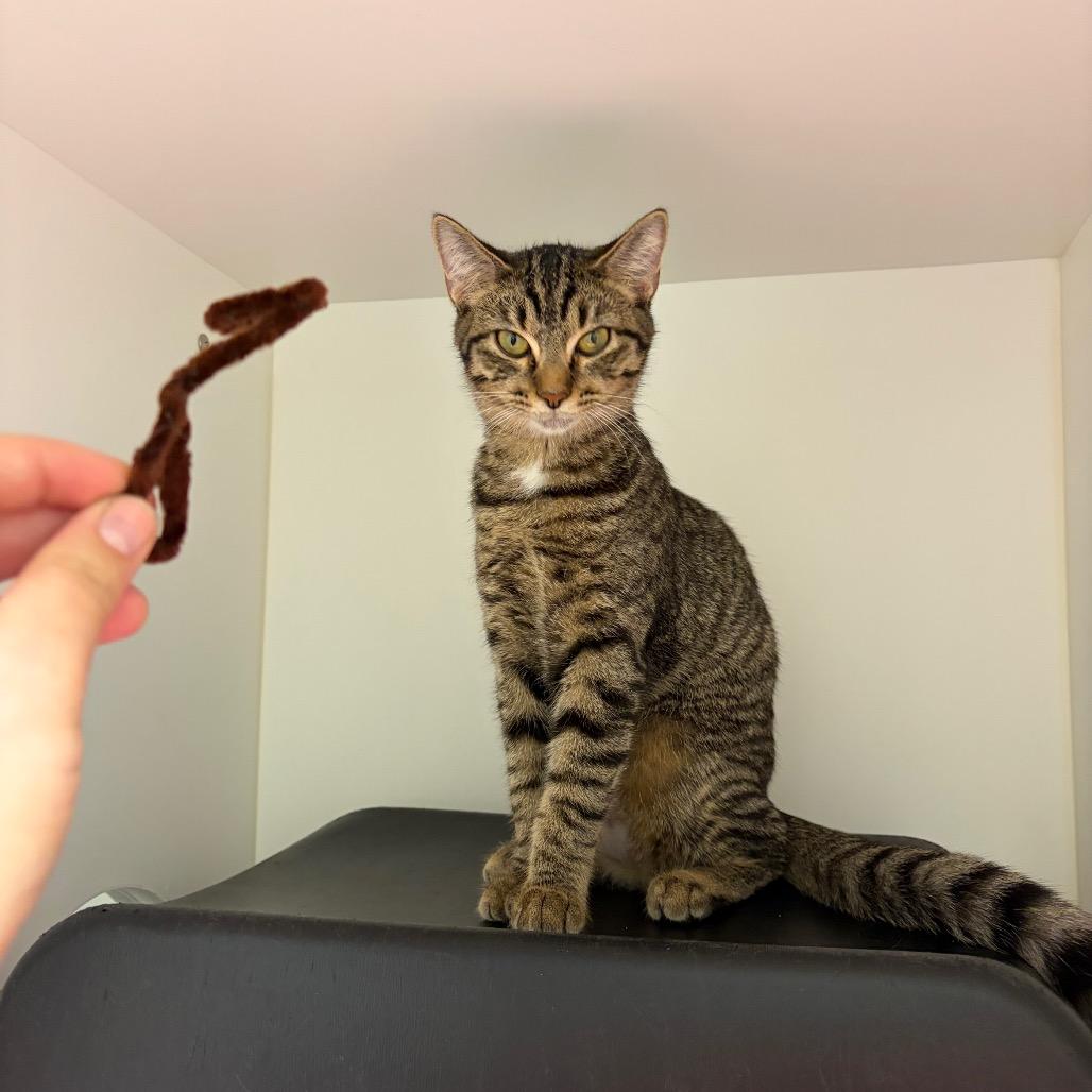 Enlarge Birdie, a Adoptable Domestic Short Hair in Nashville, TN image 2/5