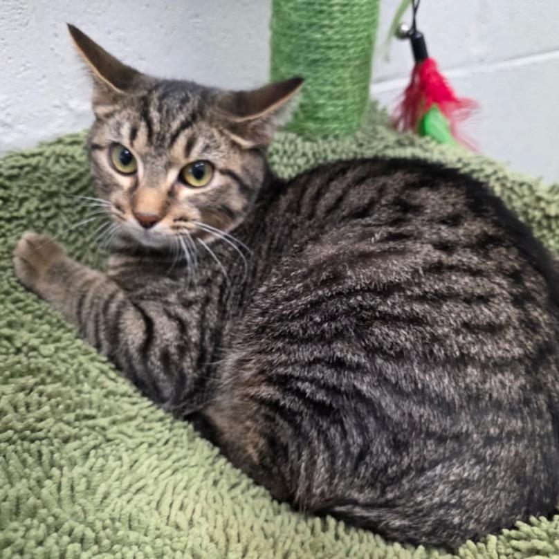 Enlarge Birdie, a Adoptable Domestic Short Hair in Nashville, TN image 3/5