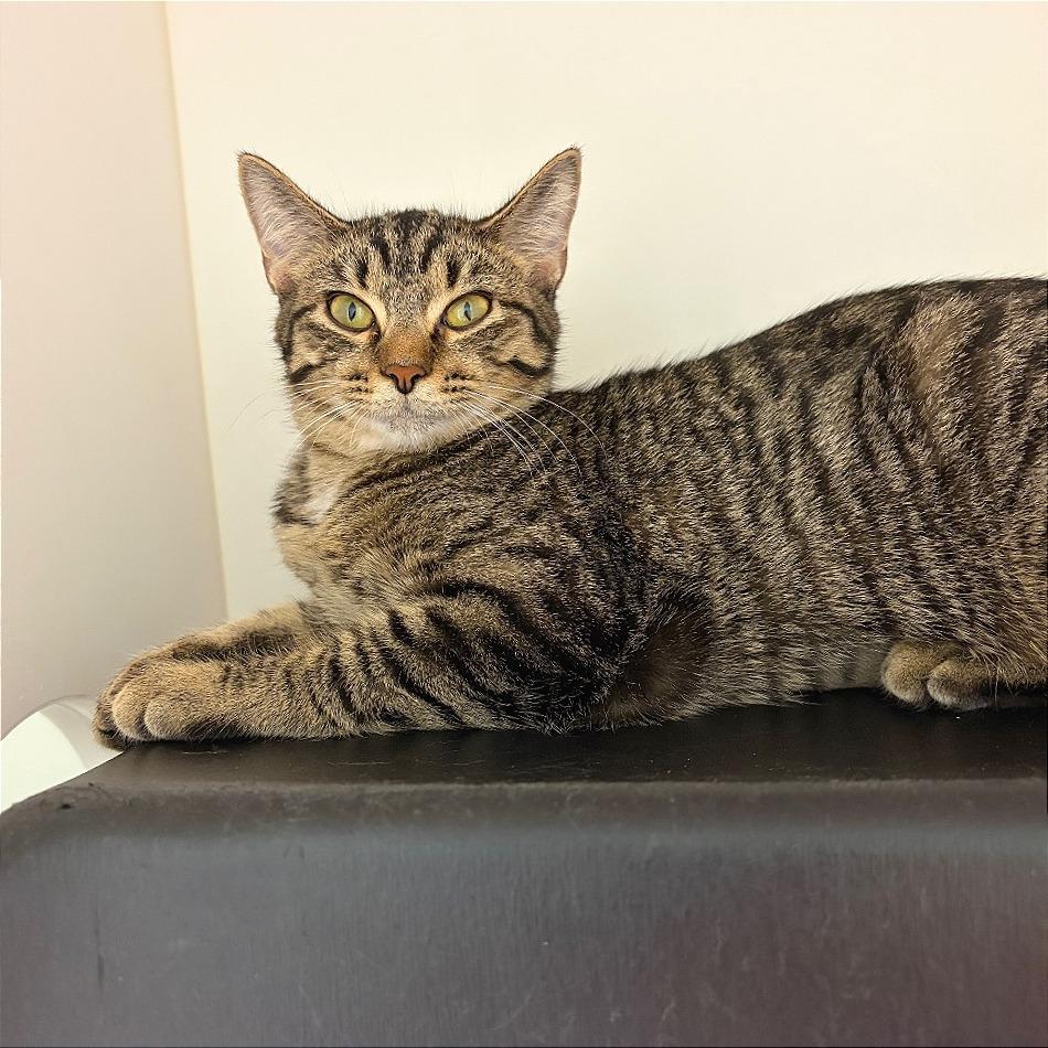 Enlarge Birdie, a Adoptable Domestic Short Hair in Nashville, TN image 4/5