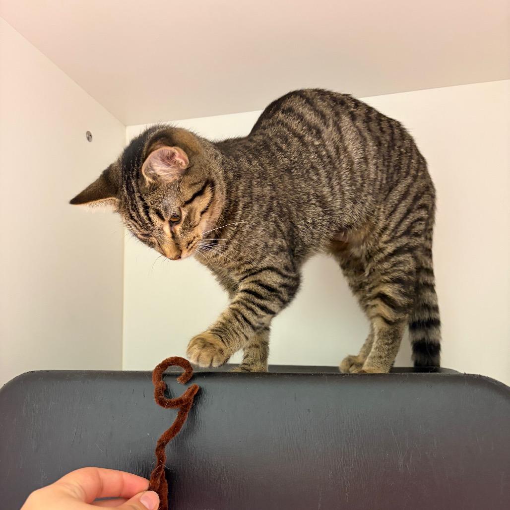 Enlarge Birdie, a Adoptable Domestic Short Hair in Nashville, TN image 5/5