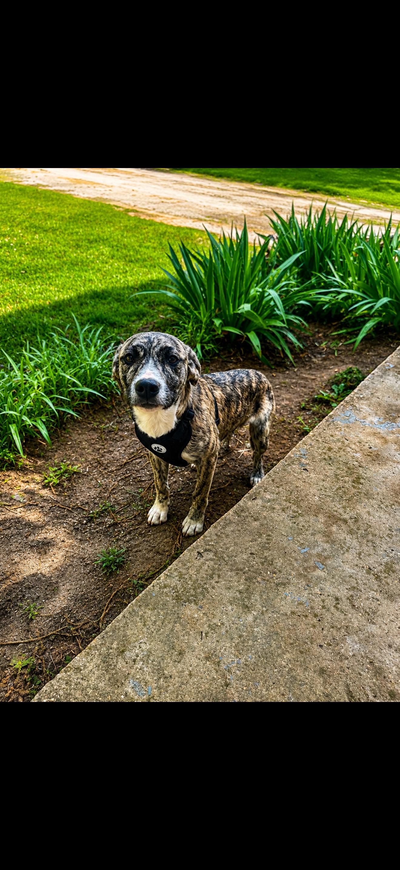 Robert Plant, an adopted mixed breed in Holly Springs, MS image 2/2