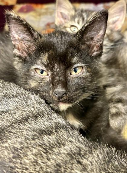 Tulip, Adopted, Young Female Domestic Short Hair.