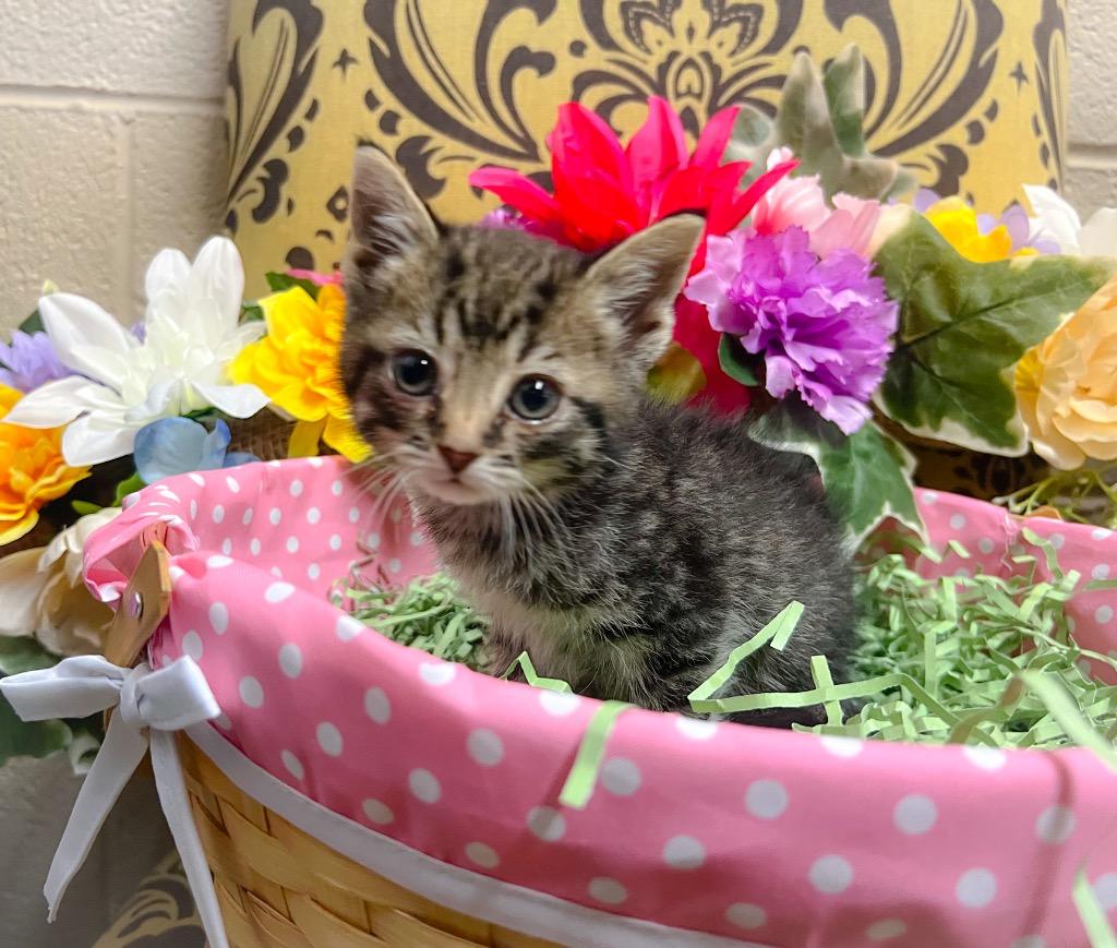 Enlarge Yen, a Adoptable mixed breed in Murray, KY image 2/2