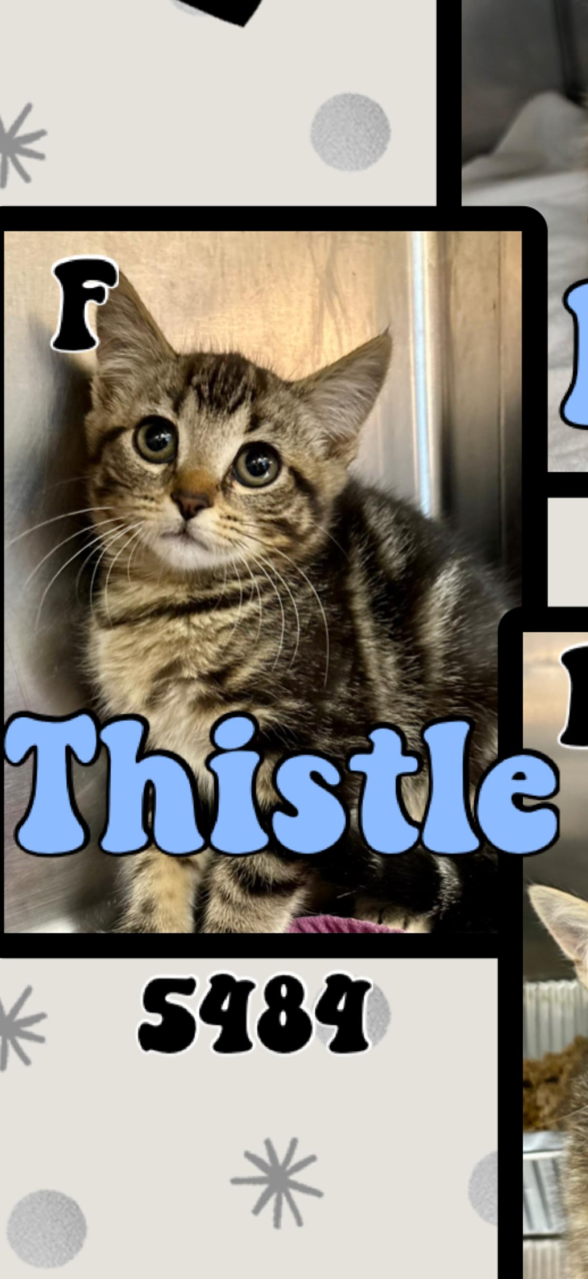 Enlarge Thistle, a ADOPTABLE American Shorthair in Marvin, NC image 1/1