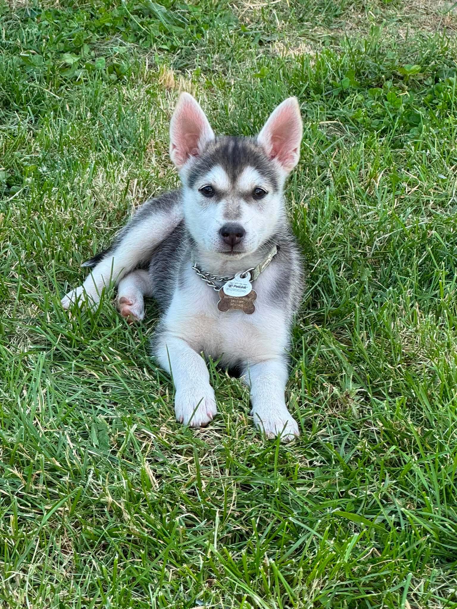Sapphire, ADOPTABLE, Puppy Female Husky & German Shepherd Dog.