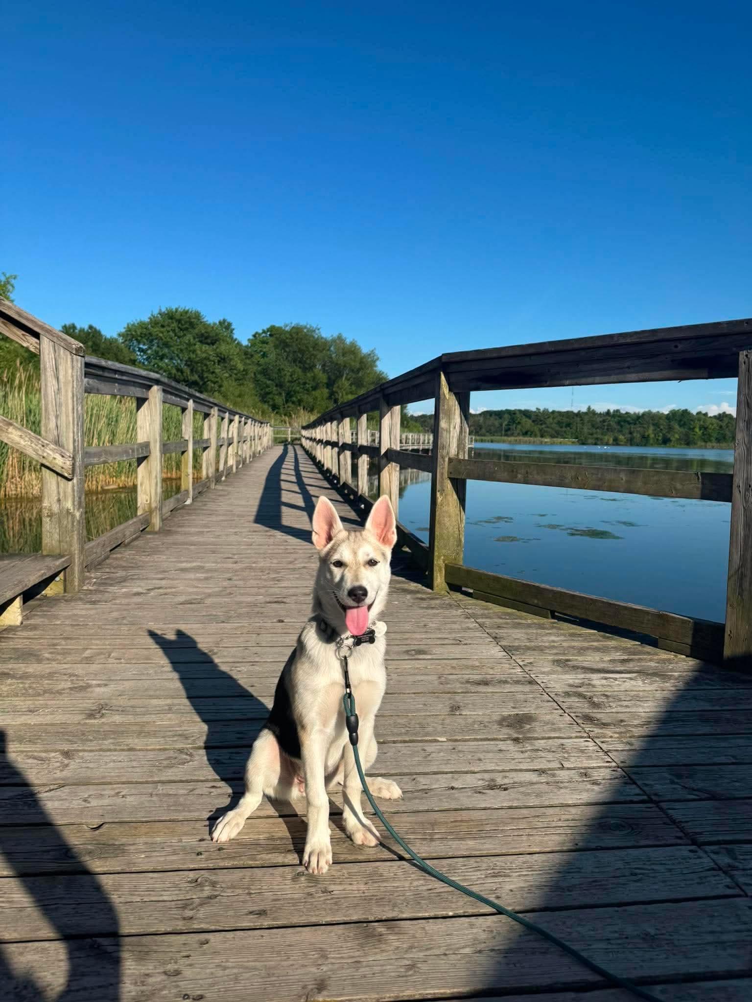 Enlarge Sapphire, a ADOPTABLE mixed breed in Port Colborne , ON image 6/6