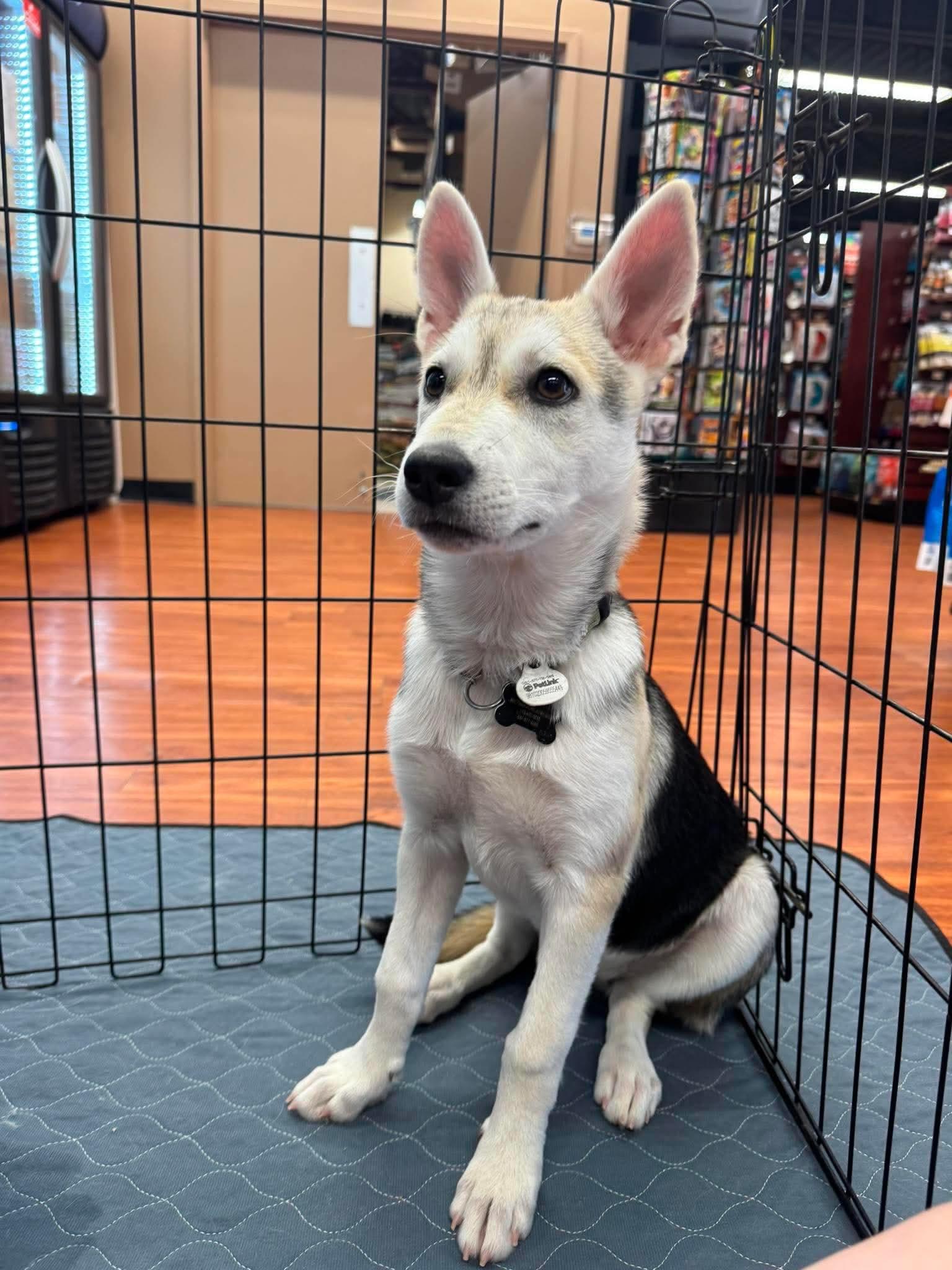 Sapphire, ADOPTABLE, Puppy Female Husky & German Shepherd Dog.