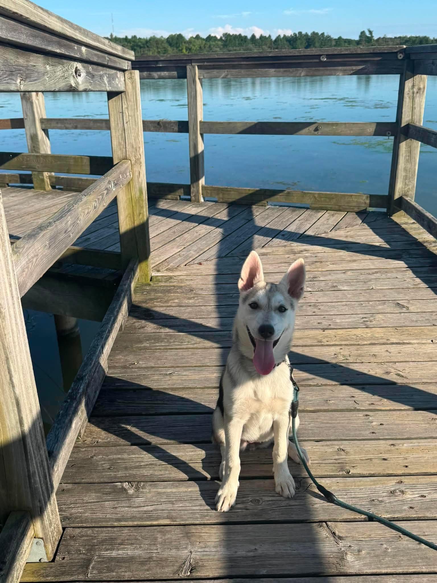 Enlarge Sapphire, a ADOPTABLE mixed breed in Port Colborne , ON image 5/6