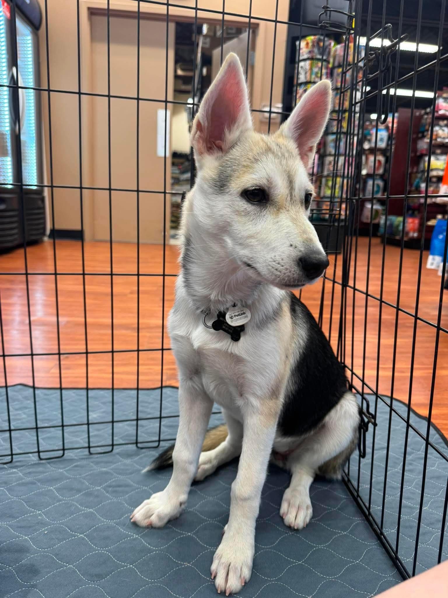 Enlarge Sapphire, a ADOPTABLE mixed breed in Port Colborne , ON image 2/6