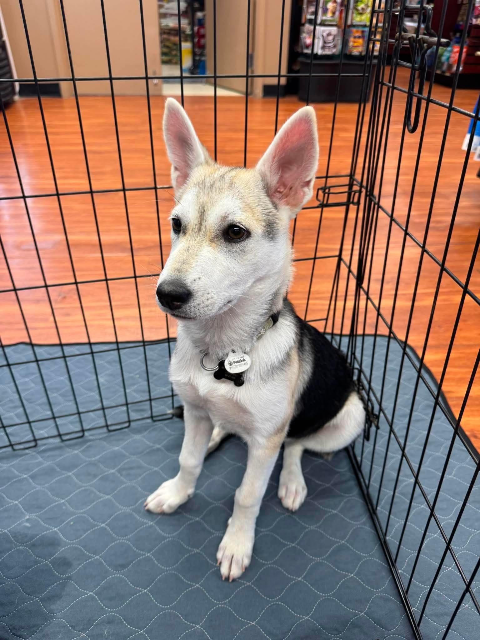 Enlarge Sapphire, a ADOPTABLE mixed breed in Port Colborne , ON image 3/6