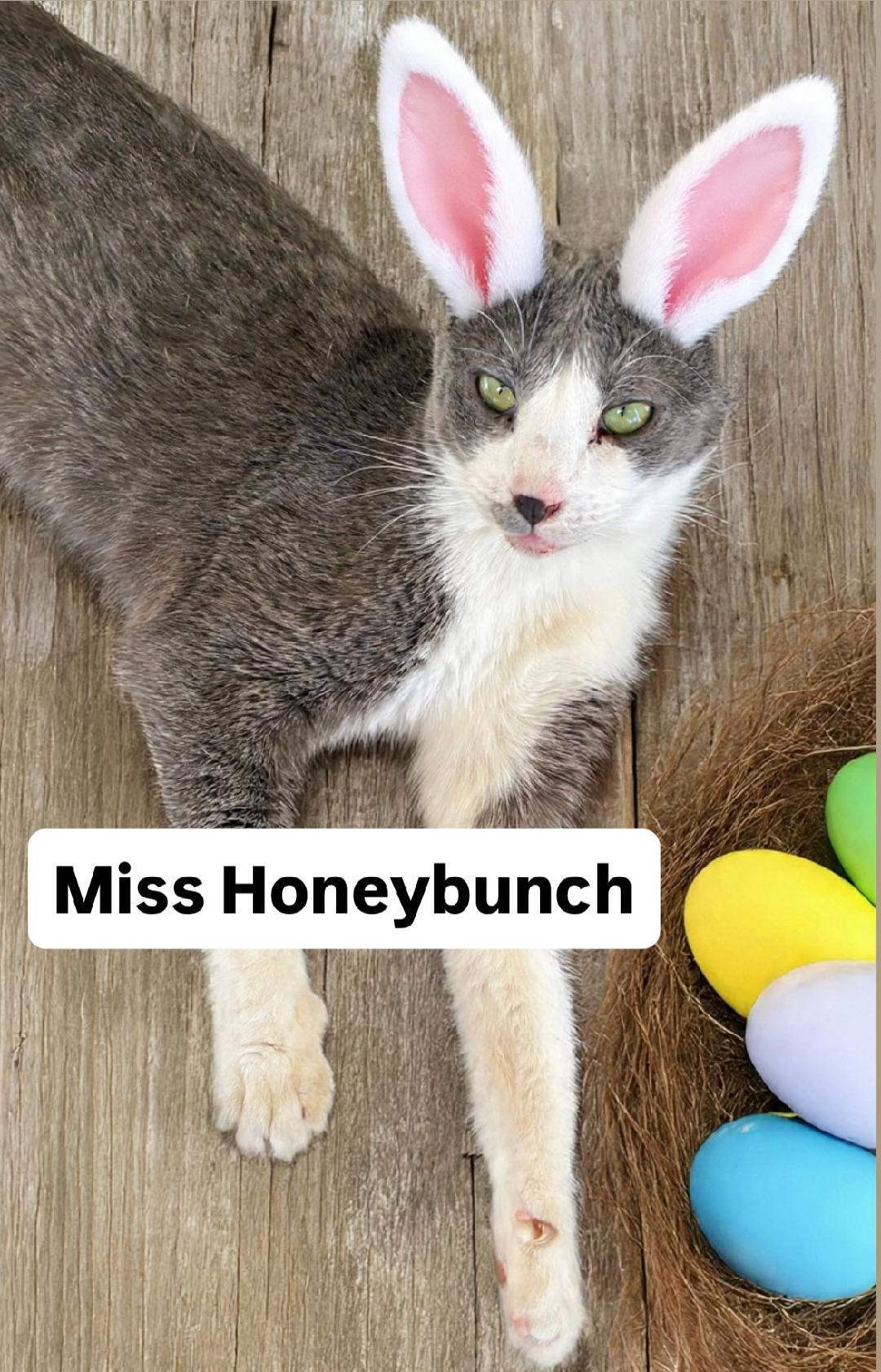 Miss Honeybunch at Martinez PFE  April 4th, Adoptable, Young Female Domestic Short Hair.