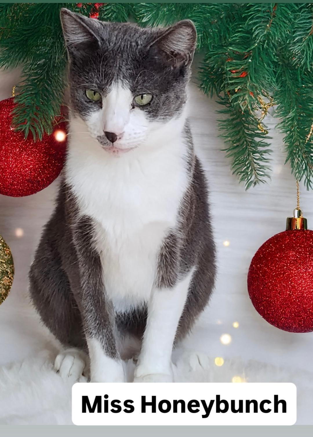 Enlarge Miss Honeybunch at Martinez PFE  December 27th, a Adoptable Domestic Short Hair in Walnut Creek, CA image 1/3