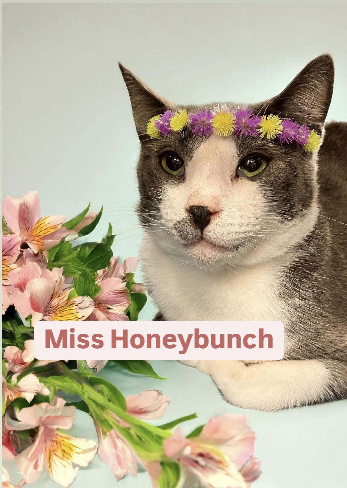 Enlarge Miss Honeybunch at Martinez PFE  December 27th, a Adoptable Domestic Short Hair in Walnut Creek, CA image 2/3