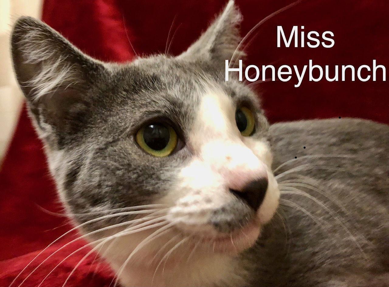 Enlarge Miss Honeybunch at Martinez PFE  December 27th, a Adoptable Domestic Short Hair in Walnut Creek, CA image 3/3