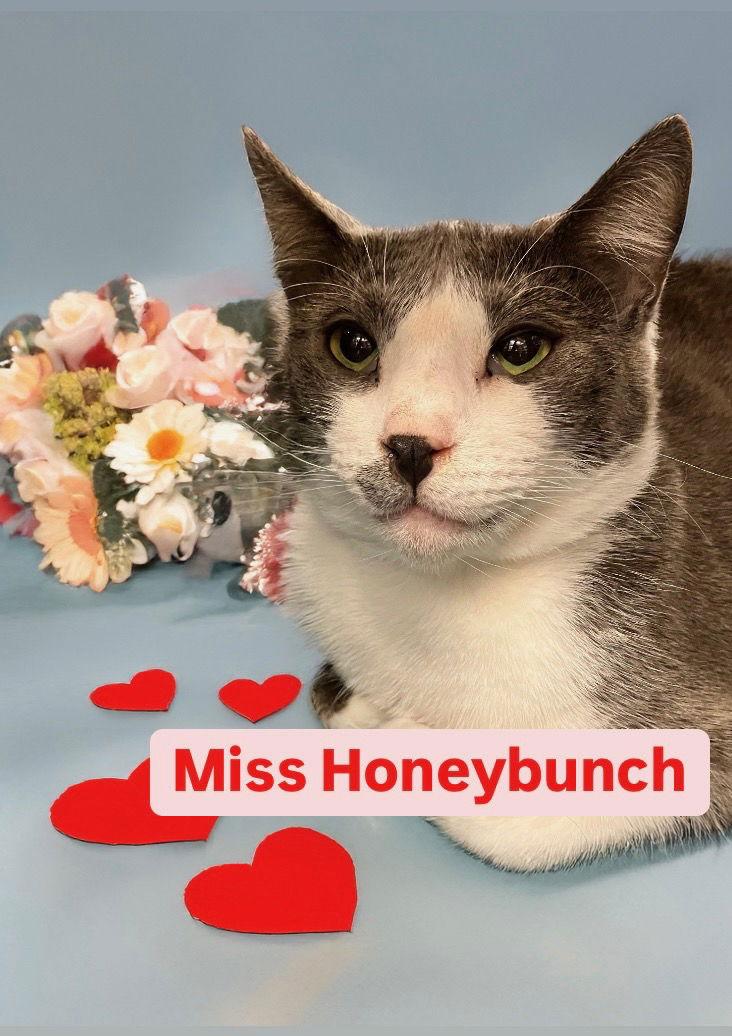 Enlarge Miss Honeybunch at Martinez PFE  January 10th, a Adoptable Domestic Short Hair in Walnut Creek, CA image 3/3
