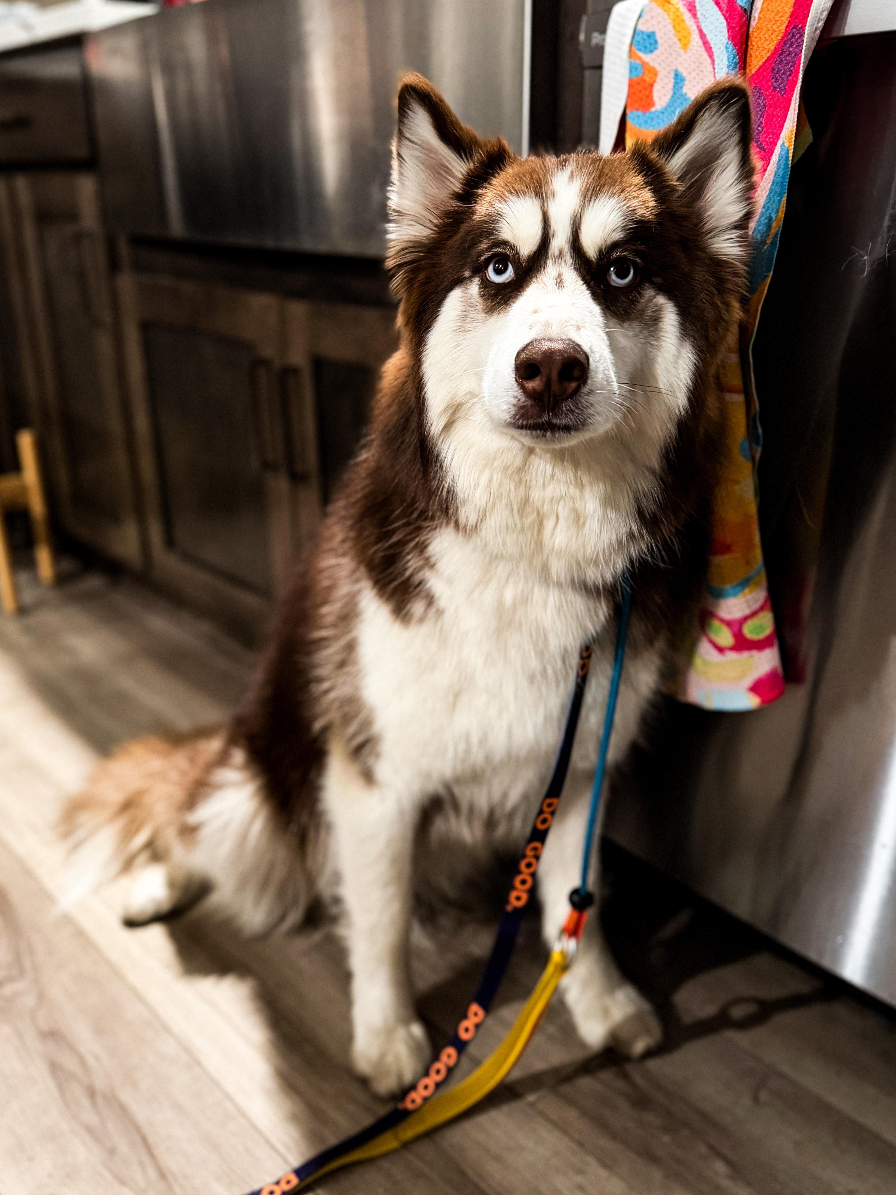 Meeks, ADOPTABLE, Adult Female Siberian Husky.