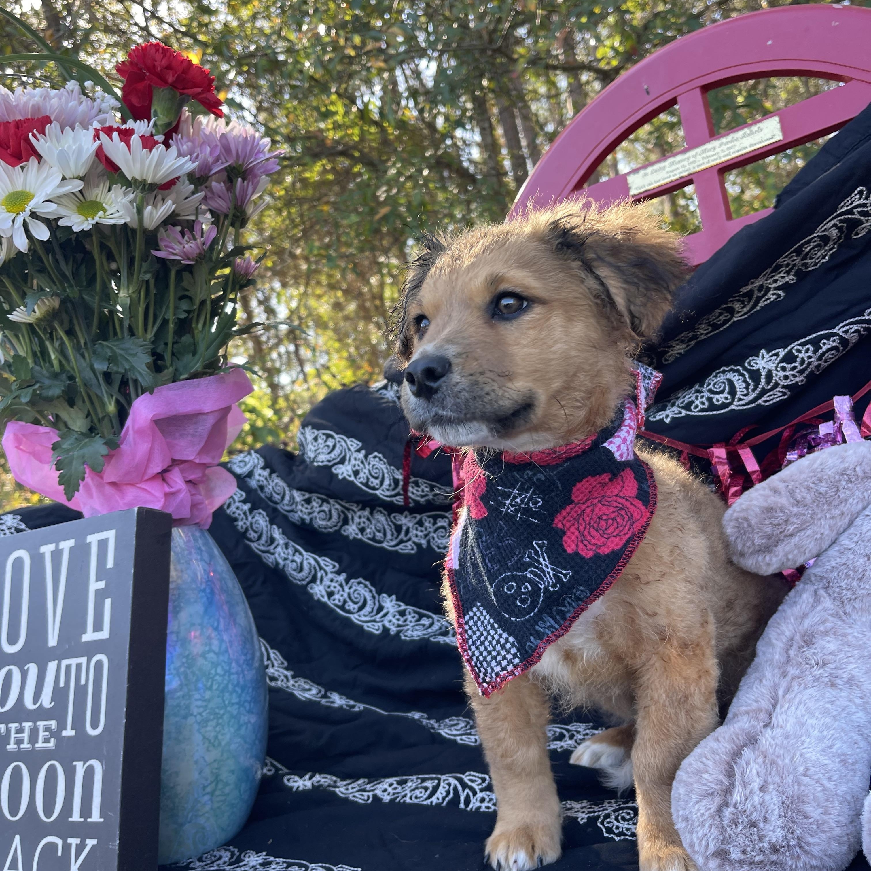 Chalupa, an adopted mixed breed in Sebring, FL image 2/6