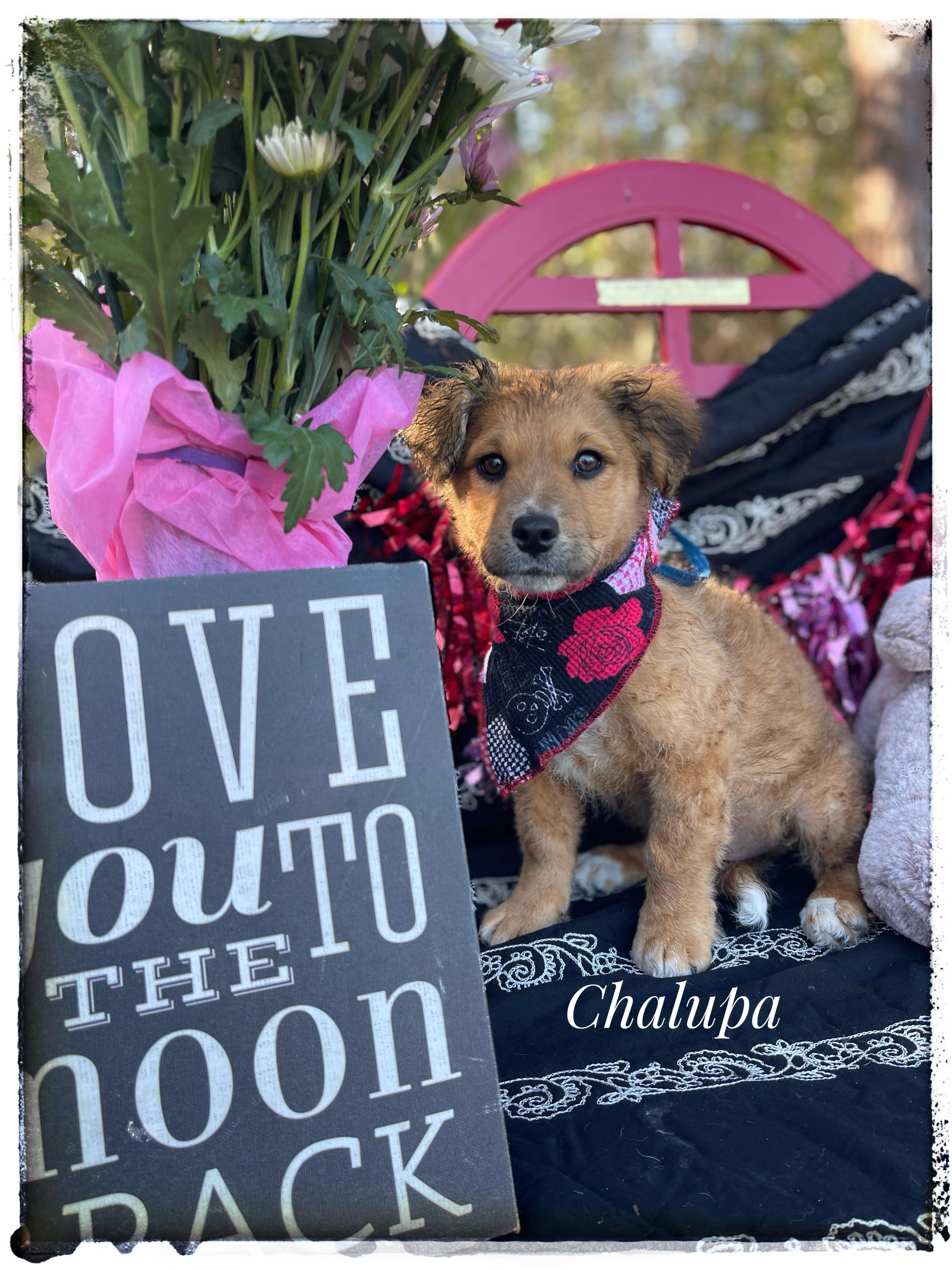 Chalupa, adopted, Puppy Male Border Terrier & Golden Retriever.