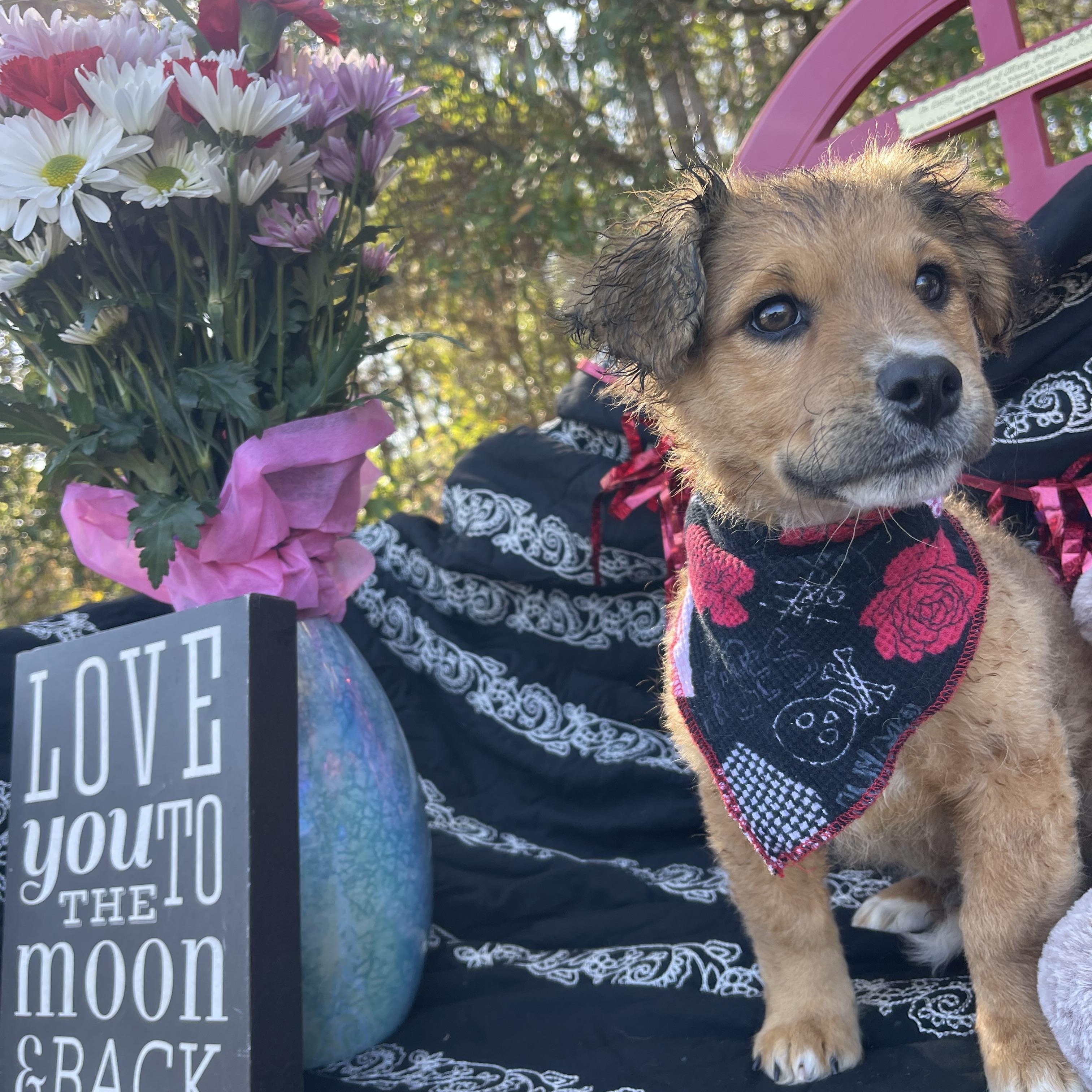 Chalupa, an adopted mixed breed in Sebring, FL image 3/6