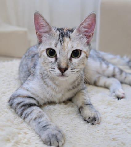 Cleopatra-super affectionate photo