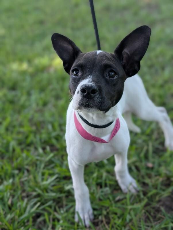 Enlarge Grace Kelly, a Adoptable mixed breed in Berkeley Heights, NJ image 1/6
