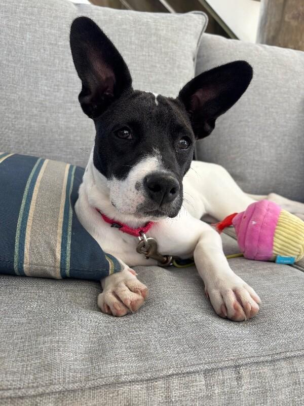 Enlarge Grace Kelly, a Adoptable mixed breed in Berkeley Heights, NJ image 2/6