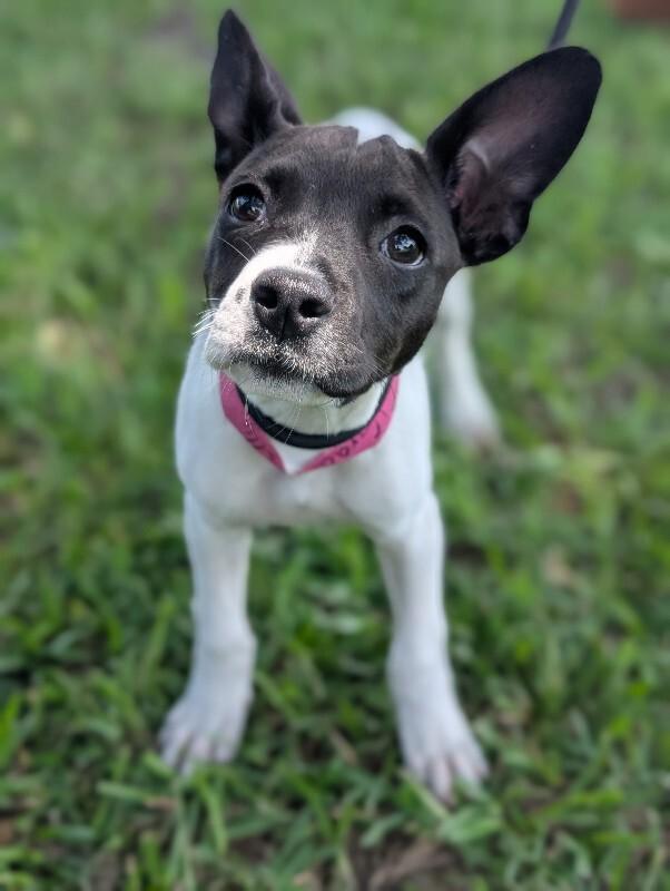 Enlarge Grace Kelly, a Adoptable mixed breed in Berkeley Heights, NJ image 4/6