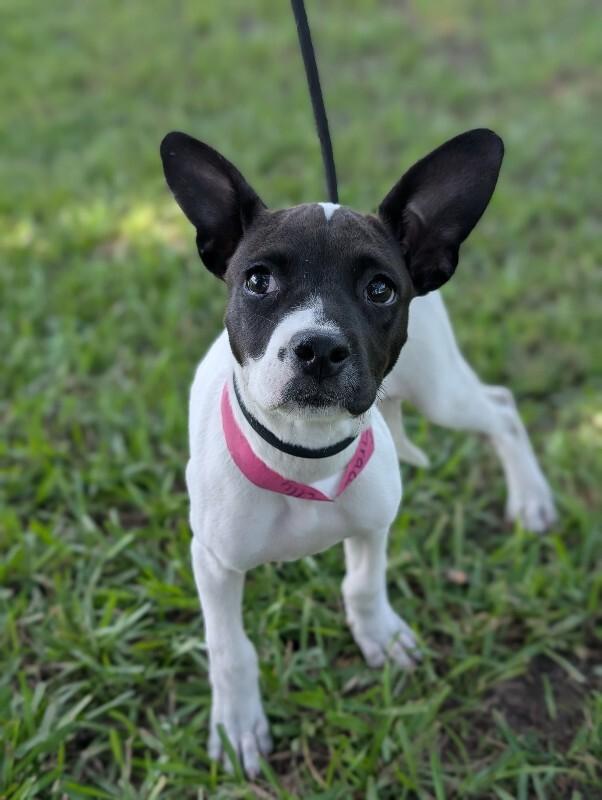 Enlarge Grace Kelly, a Adoptable mixed breed in Berkeley Heights, NJ image 5/6