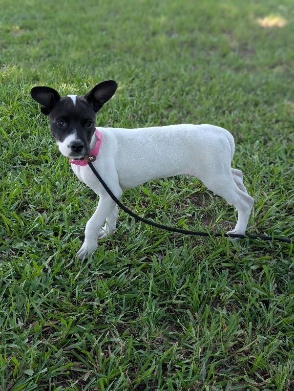 Enlarge Grace Kelly, a Adoptable mixed breed in Berkeley Heights, NJ image 6/6
