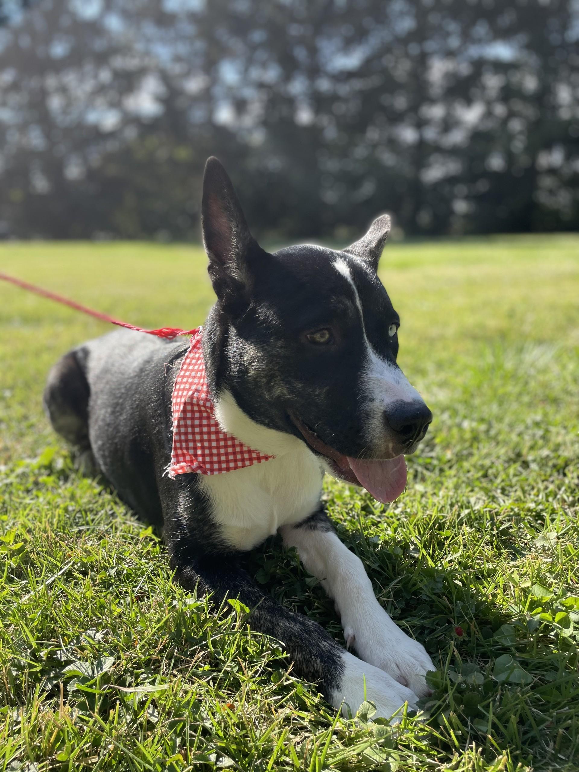 DJ, a Adoptable mixed breed in Upper Sandusky, OH image 1/4