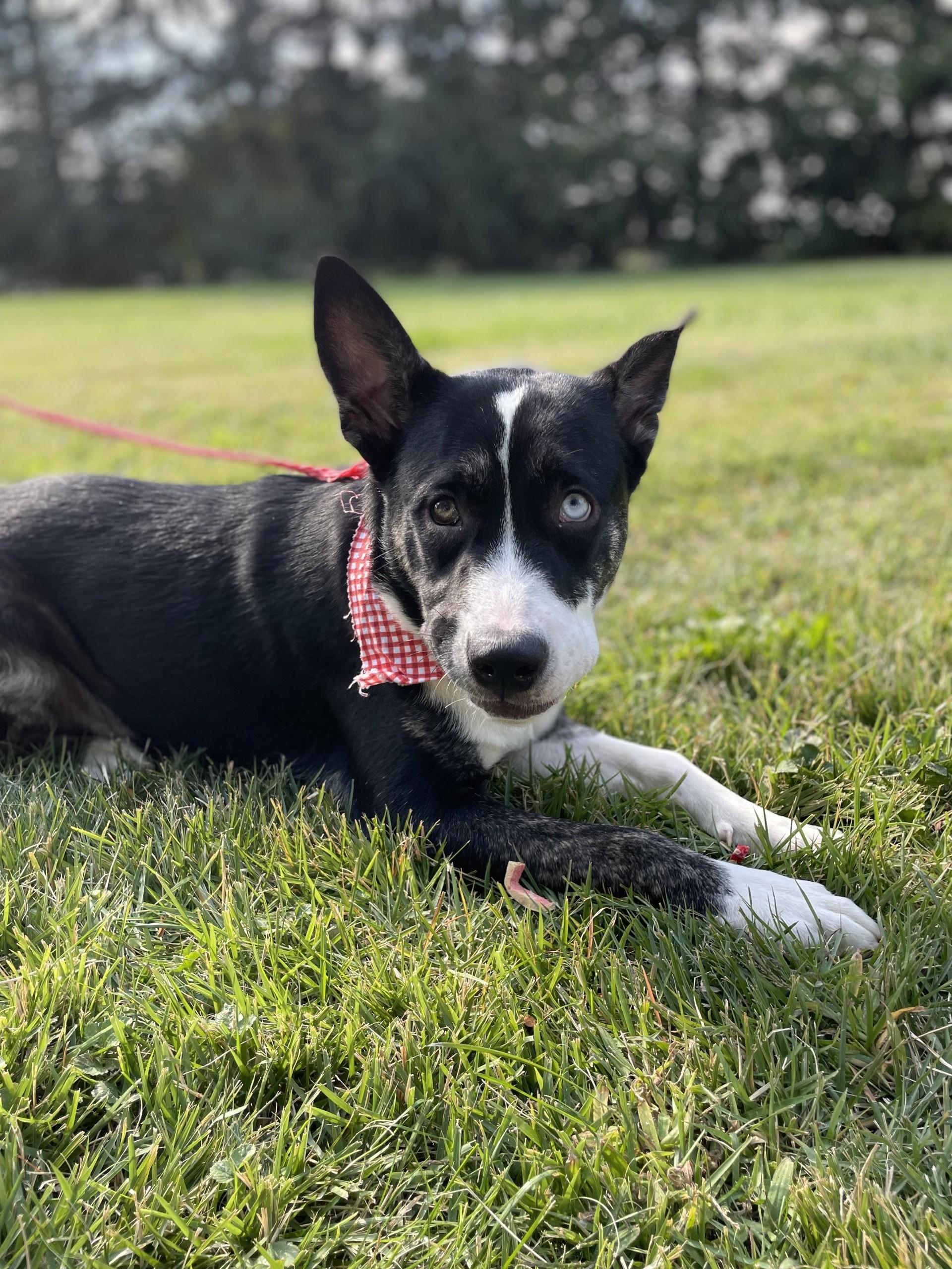 DJ, a Adoptable mixed breed in Upper Sandusky, OH image 2/4