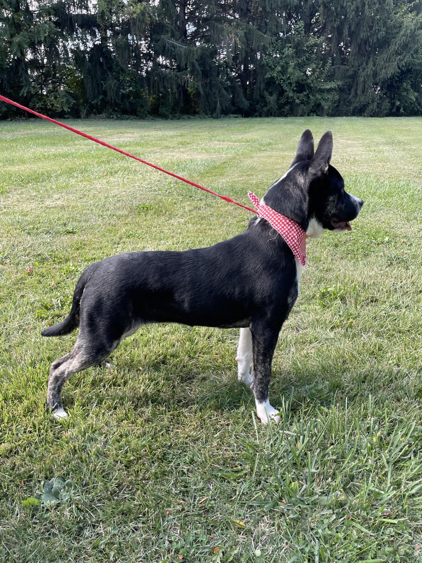 DJ, a Adoptable mixed breed in Upper Sandusky, OH image 3/4