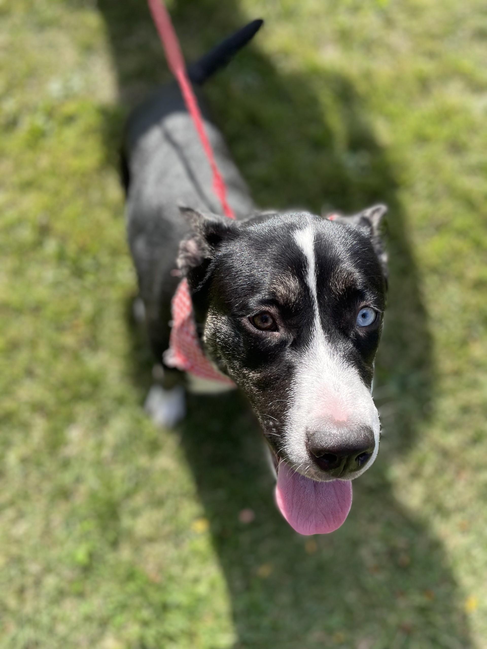 DJ, a Adoptable mixed breed in Upper Sandusky, OH image 4/4