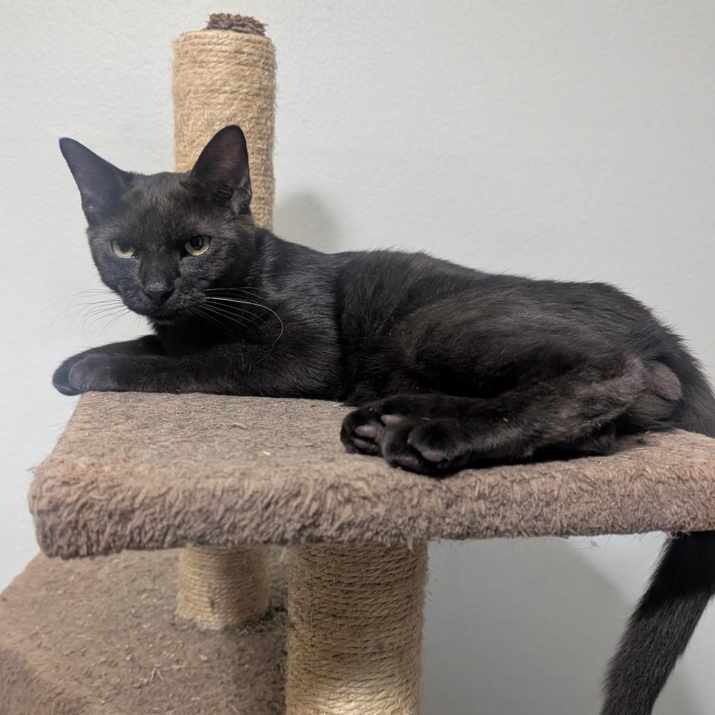 Enlarge Poe, a Adoptable Domestic Short Hair in Boerne, TX image 1/4