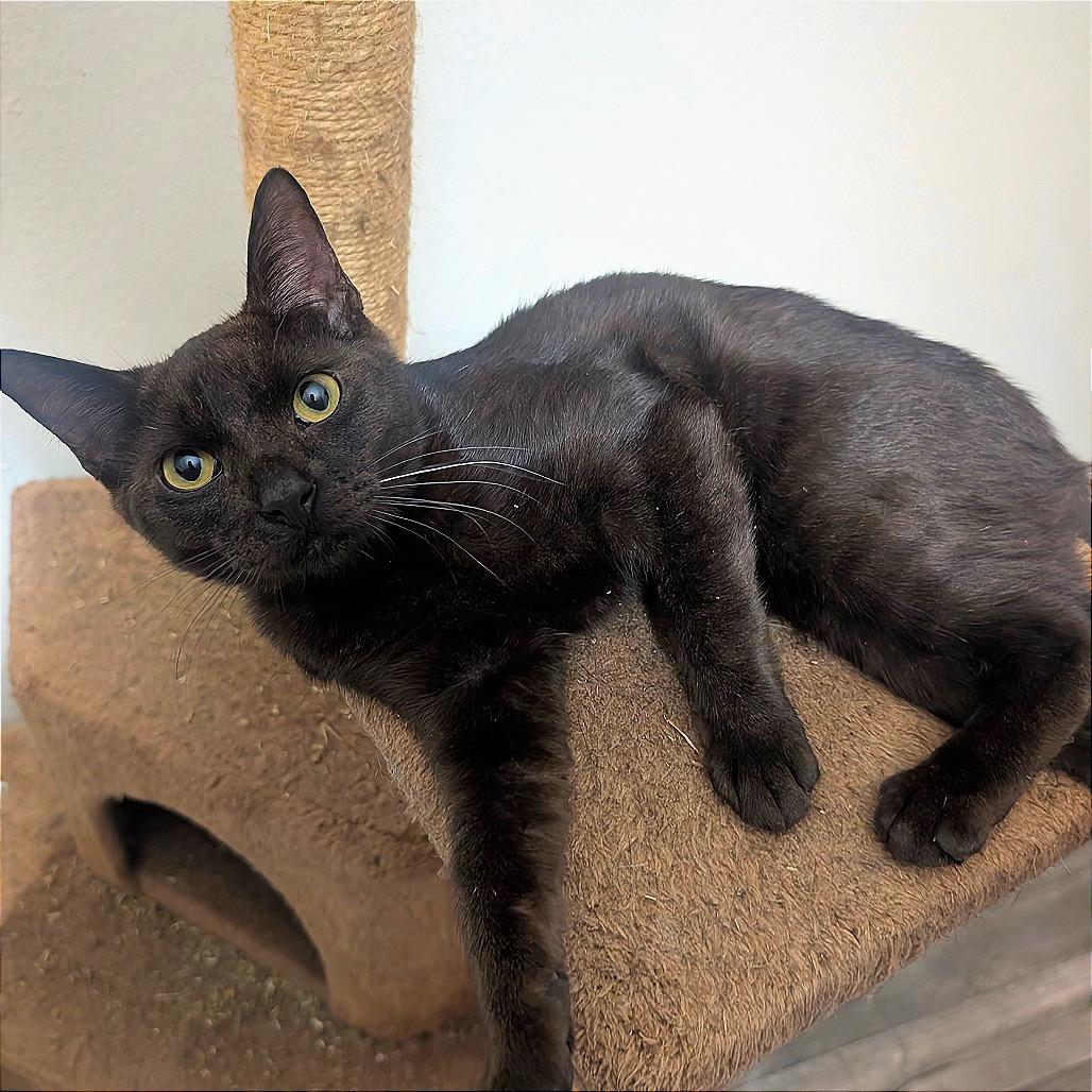 Enlarge Poe, a Adoptable Domestic Short Hair in Boerne, TX image 2/4