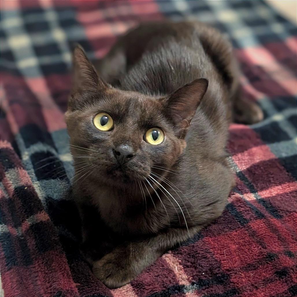 Enlarge Poe, a Adoptable Domestic Short Hair in Boerne, TX image 3/4