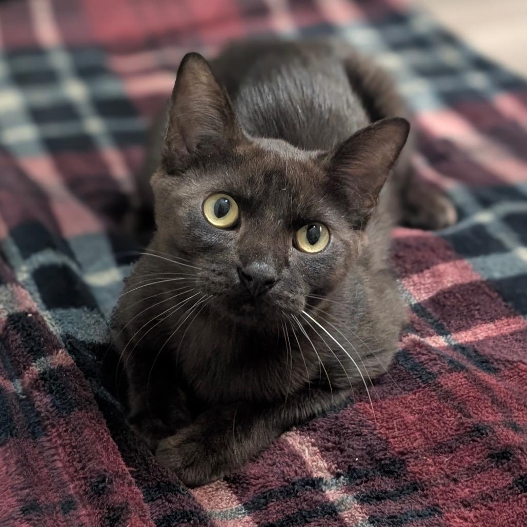 Enlarge Poe, a Adoptable Domestic Short Hair in Boerne, TX image 4/4