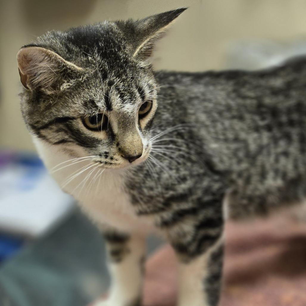 Gabrielle, Adoptable, Kitten Female Domestic Short Hair.
