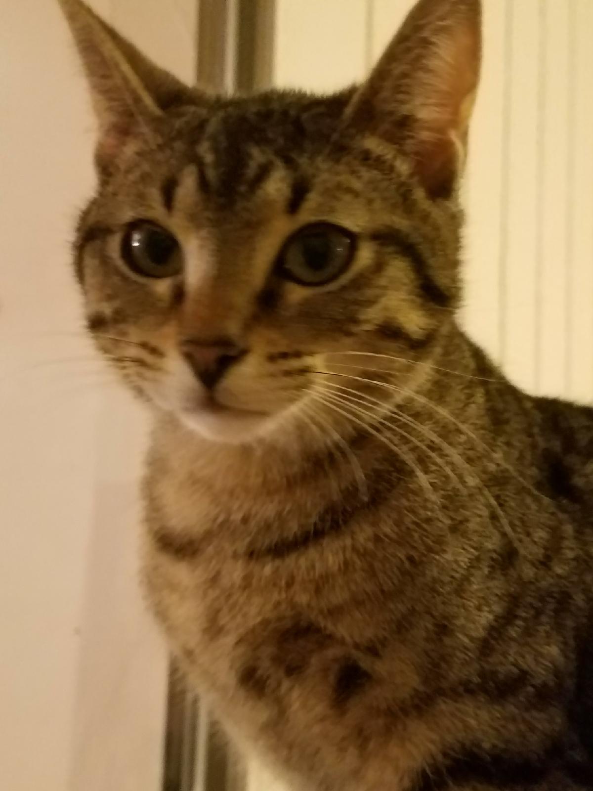 Enlarge Cindy, a Adoptable Tabby in Plano, TX image 1/1