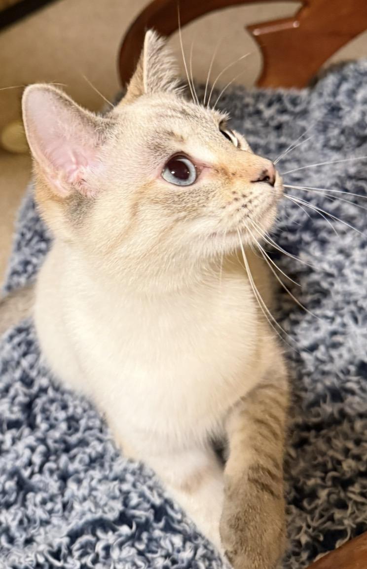 Gigi and Bella, a ADOPTABLE mixed breed in Bardstown, KY image 6/6