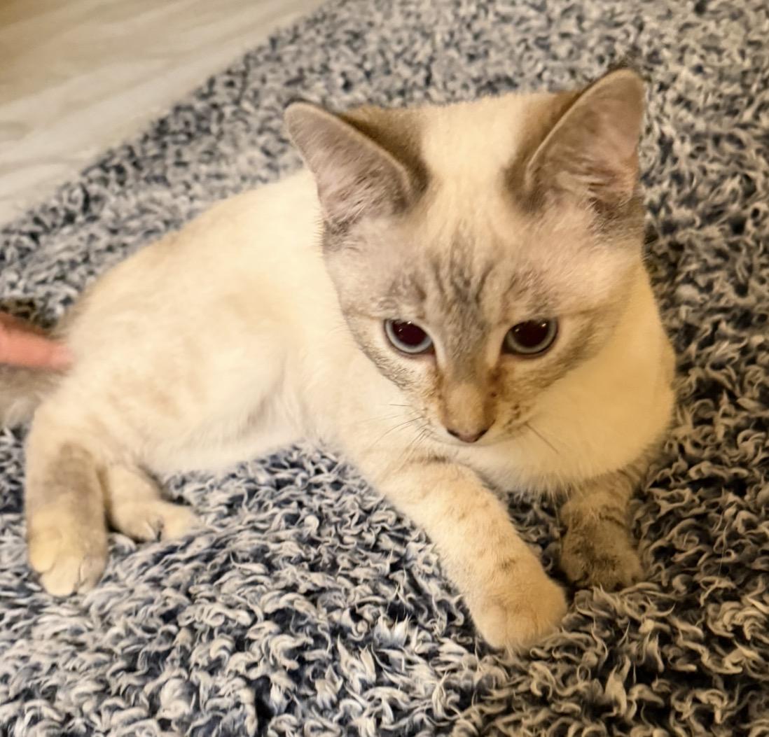 Gigi and Bella, a ADOPTABLE mixed breed in Bardstown, KY image 5/6