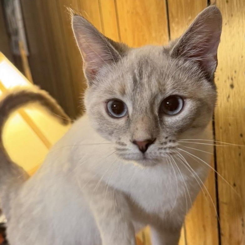 Gigi and Bella, a ADOPTABLE mixed breed in Bardstown, KY image 4/6