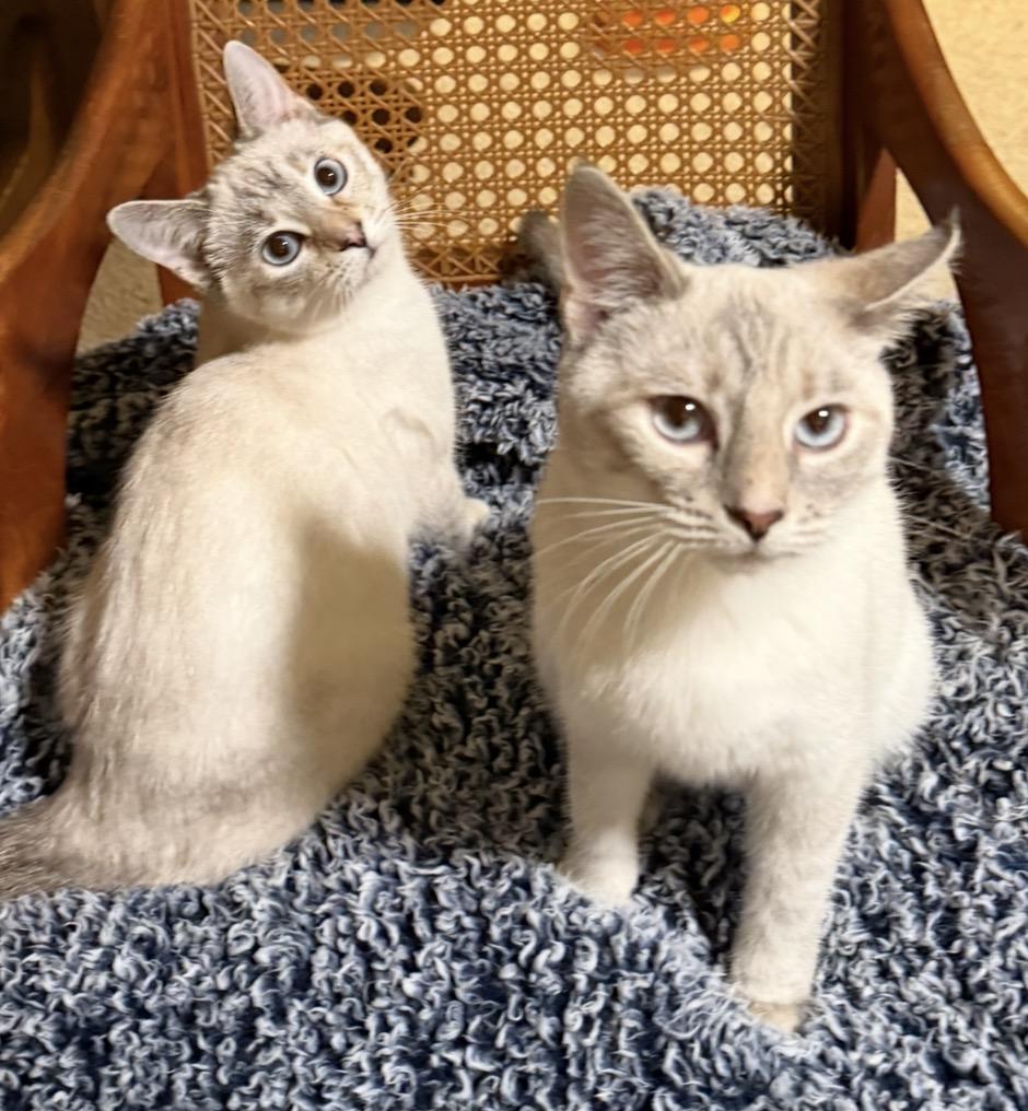Gigi and Bella, ADOPTABLE, Young Female Siamese.