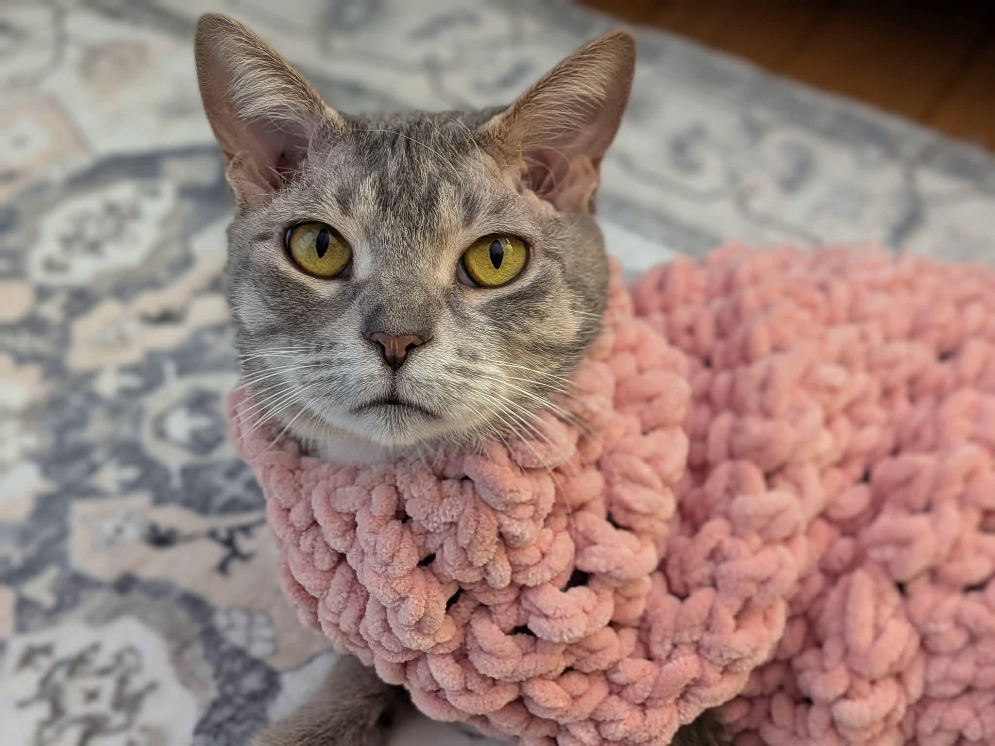 Marley, ADOPTABLE, Adult Female Domestic Short Hair.