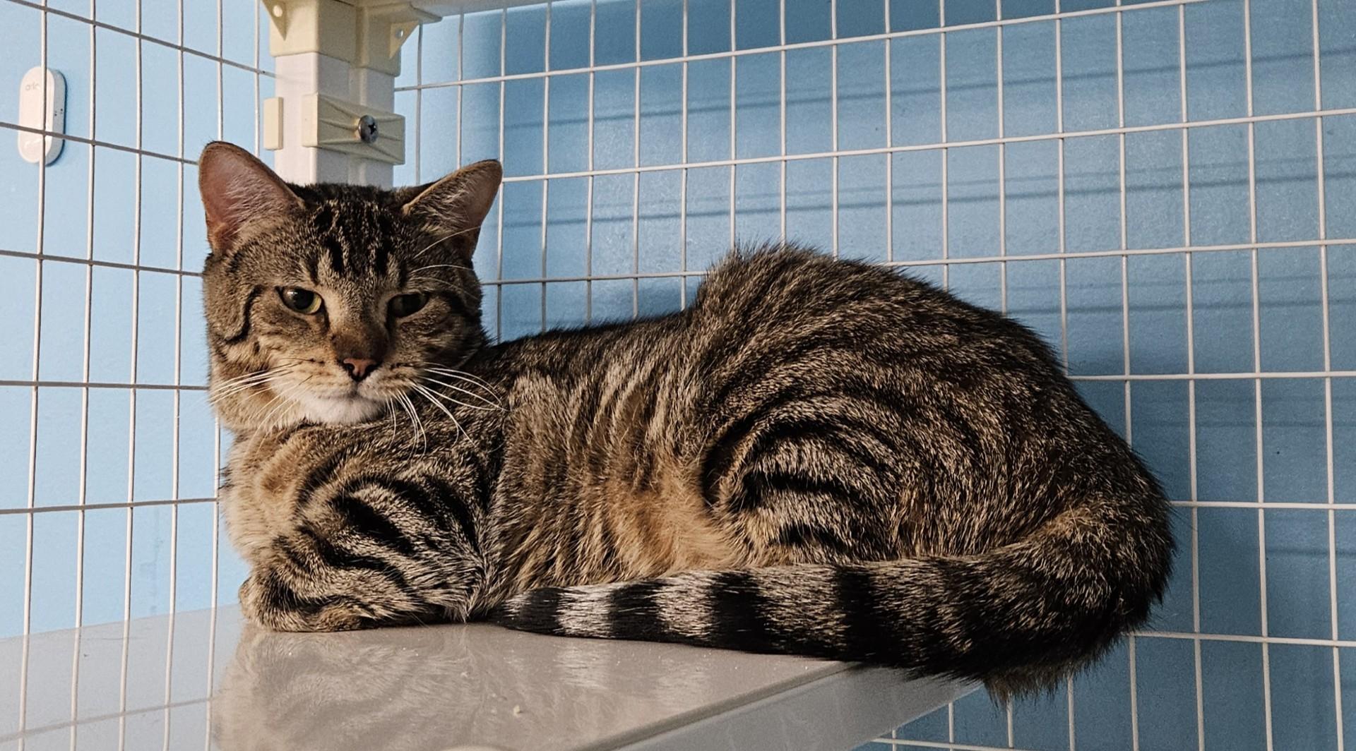 Enlarge Deku, a Adoptable Domestic Short Hair in Claremont, NH image 1/1