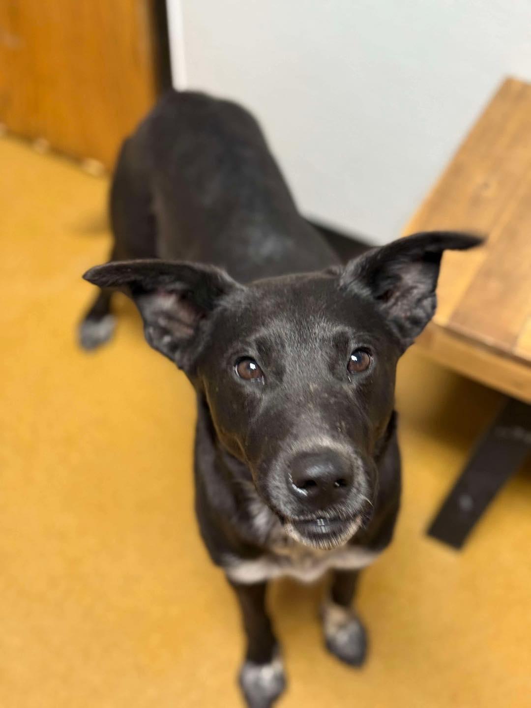 Shamrock thumbnail 3