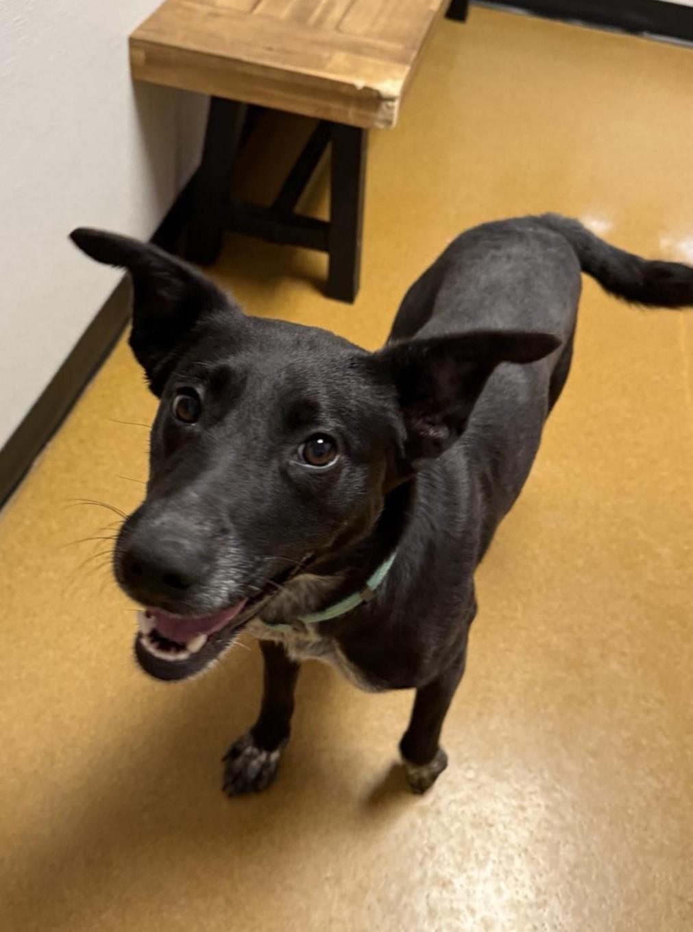 Shamrock thumbnail 2